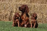 SETTER IRLANDAIS 138